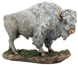 Bison Buffalo in Grass