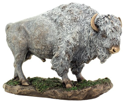 Bison Buffalo in Grass